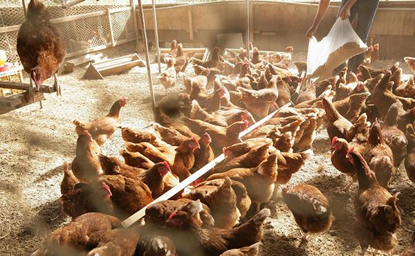 有毒气体 有毒气体